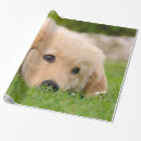 Search for retriever wrapping paper Animal