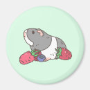 Search for cavies magnets Animal