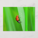 Recherche de insecte mignon cartes postales Vert