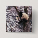 Search for panda buttons Environment