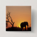 Search for botswana buttons Animal