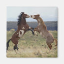 Search for stallions magnets Farm
