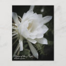 Recherche de reine de la nuit cartes postales Pour tous