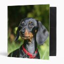 Search for smooth dachshund binders Puppy