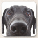 Search for black labrador coasters Cute