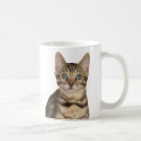 Search for bengal kitten mugs Cat