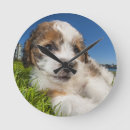 Search for outdoor clocks Animal