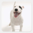 Search for body part stickers Dog
