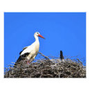 Search for birds nesting posters Flight
