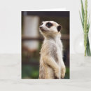 Search for meerkat cards Zoo