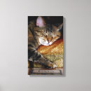 Recherche de minou impressions sur toile Animaux