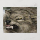 Recherche de photo de loup cartes postales Loups
