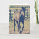 Search for amish photography Equine