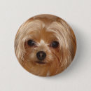 Search for yorky buttons Yorkie