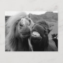 Recherche de images de cheval cartes postales Drôle