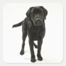 Search for labrador image gift wrap Full length
