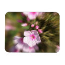 Search for periwinkle magnets Nature