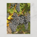 Recherche de raisins vigne cartes postales Vignoble