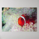 Search for dive art Fish
