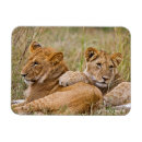 Recherche de lion de bébé magnets Lions