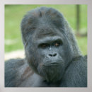 Search for silverback posters Gorilla