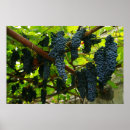 Recherche de fruit de la vigne posters Vin