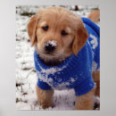 Search for golden retriever posters Puppy