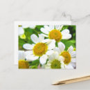 Recherche de marguerite cartes postales Mother