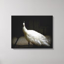 Search for white feather canvas prints Feathers