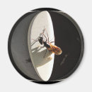 Search for exterminating magnets Exterminator