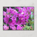 Recherche de bougainville cartes postales Hawaii