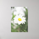Recherche de marguerite blanche toiles Marguerie