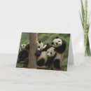 Search for giant sympathy cards Gansu province