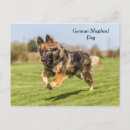 Recherche de chien de berger cartes postales Alsacien