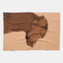 Recherche de labrador cuisine linges Laboratoire
