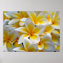 Search for frangipani art Plumeria