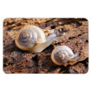 Recherche de et escargot magnets Nature