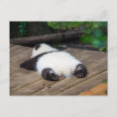 Recherche de sichuan cartes postales Animal