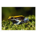 Recherche de vertébré posters Grenouille