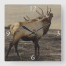 Search for elk clocks Wapiti