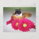 Search for funny kids postcards Rodent