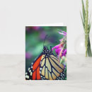 Recherche de de papillons photographie Insecte