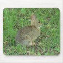 Search for rabbit lover electronics Bunny