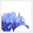Search for iris flower stickers Blue