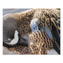 Recherche de à ailes photographie Canard