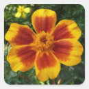 Search for marigold flower stickers Nature