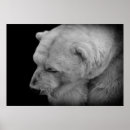 Recherche de ours blancs posters Faune