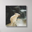 Recherche de loup conservation art Faune
