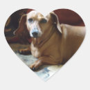 Recherche de teckel autocollants Chien de weiner