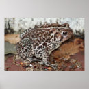 Search for toad picture posters Reptile